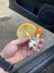 Amanita jacksonii