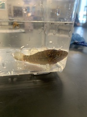 Dormitator maculatus