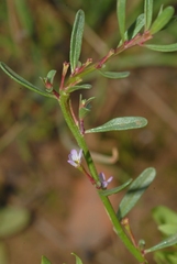 Lythrum tribracteatum