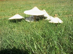 Chlorophyllum molybdites image