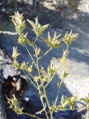 Cordylanthus rigidus