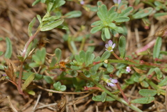 Lythrum tribracteatum