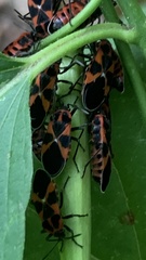 Tropidothorax leucopterus