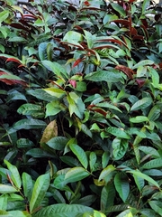 Excoecaria cochinchinensis