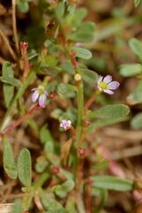 Lythrum tribracteatum
