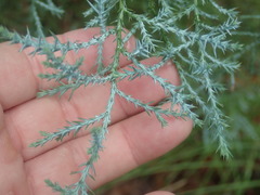 Cupressus arizonica