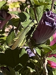 Schistocerca shoshone