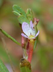 Lythrum tribracteatum