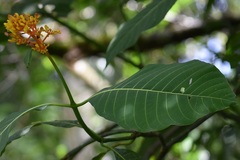 Palicourea guianensis