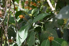 Palicourea guianensis