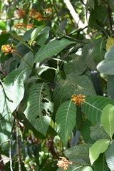 Palicourea guianensis