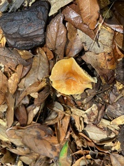 Lactifluus hygrophoroides