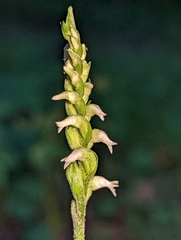 Spiranthes ovalis erostellata