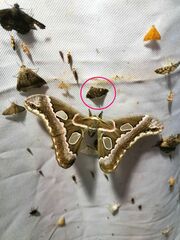 Noctuoidea