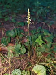 Spiranthes ovalis erostellata