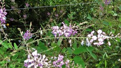 Desmodium tortuosum