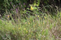 Oenothera glazioviana