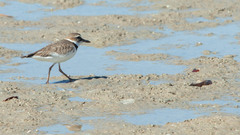 Charadrius wilsonia