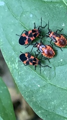 Tropidothorax leucopterus