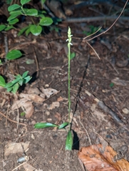 Spiranthes ovalis erostellata