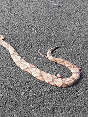 Agkistrodon contortrix