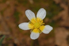 Ranunculus peltatus