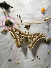 Micrathetis triplex
