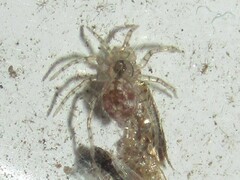 Oecobius
