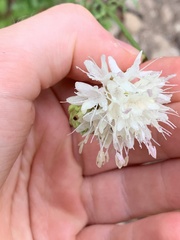 Cephalaria leucantha