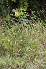 Oenothera glazioviana