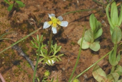 Ranunculus peltatus