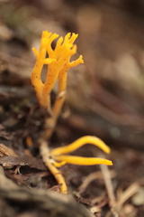 Calocera viscosa