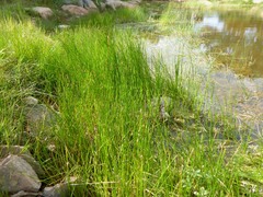 Eleocharis palustris