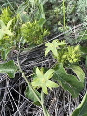 Gonolobus grandiflorus