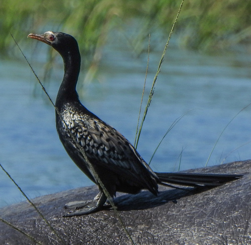 Reed Cormorant