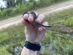 Liodytes rigida sinicola