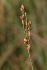 Juncus compressus