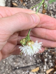 Cephalaria leucantha