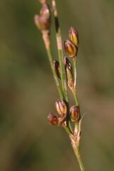 Juncus compressus