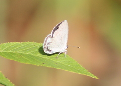 Celastrina