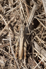 Chorthippus apricarius