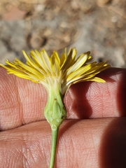 Asteraceae
