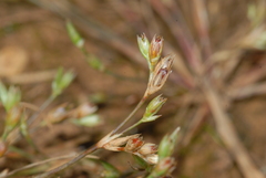 Juncus bufonius