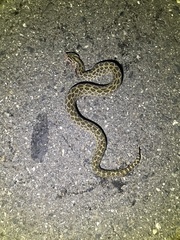 Crotalus polystictus