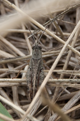 Calliptamus italicus