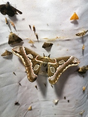 Noctuoidea