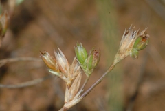 Juncus bufonius