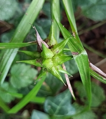 Carex grayi