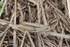 Chorthippus apricarius