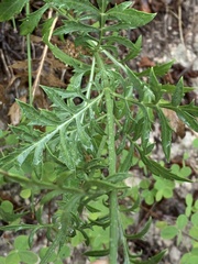 Cephalaria leucantha